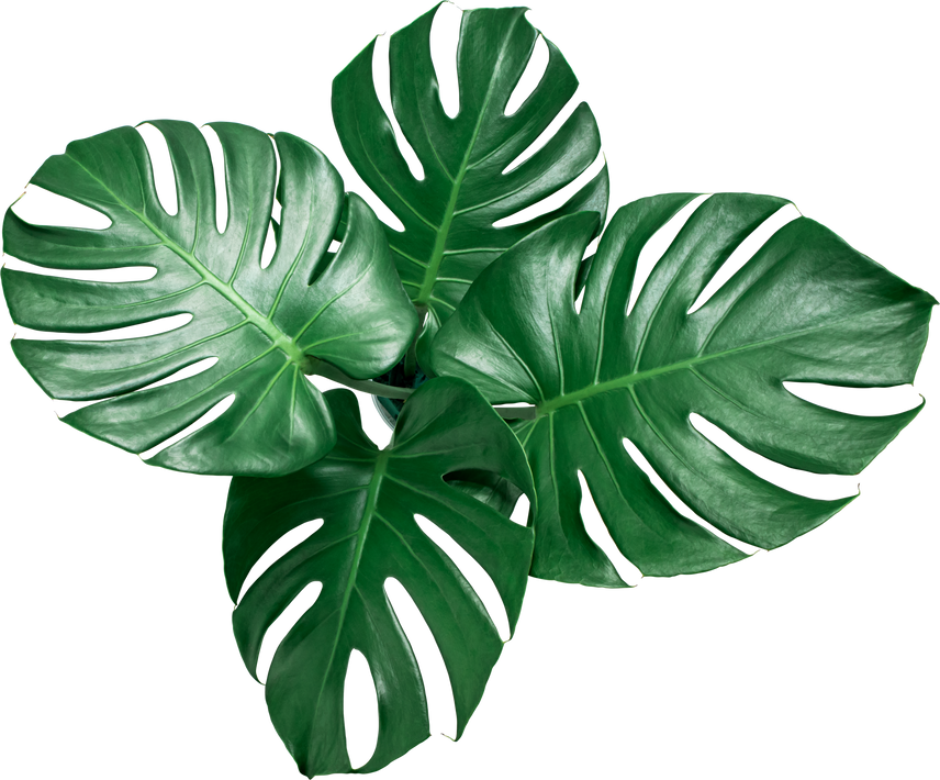 Green Monstera Leaves 