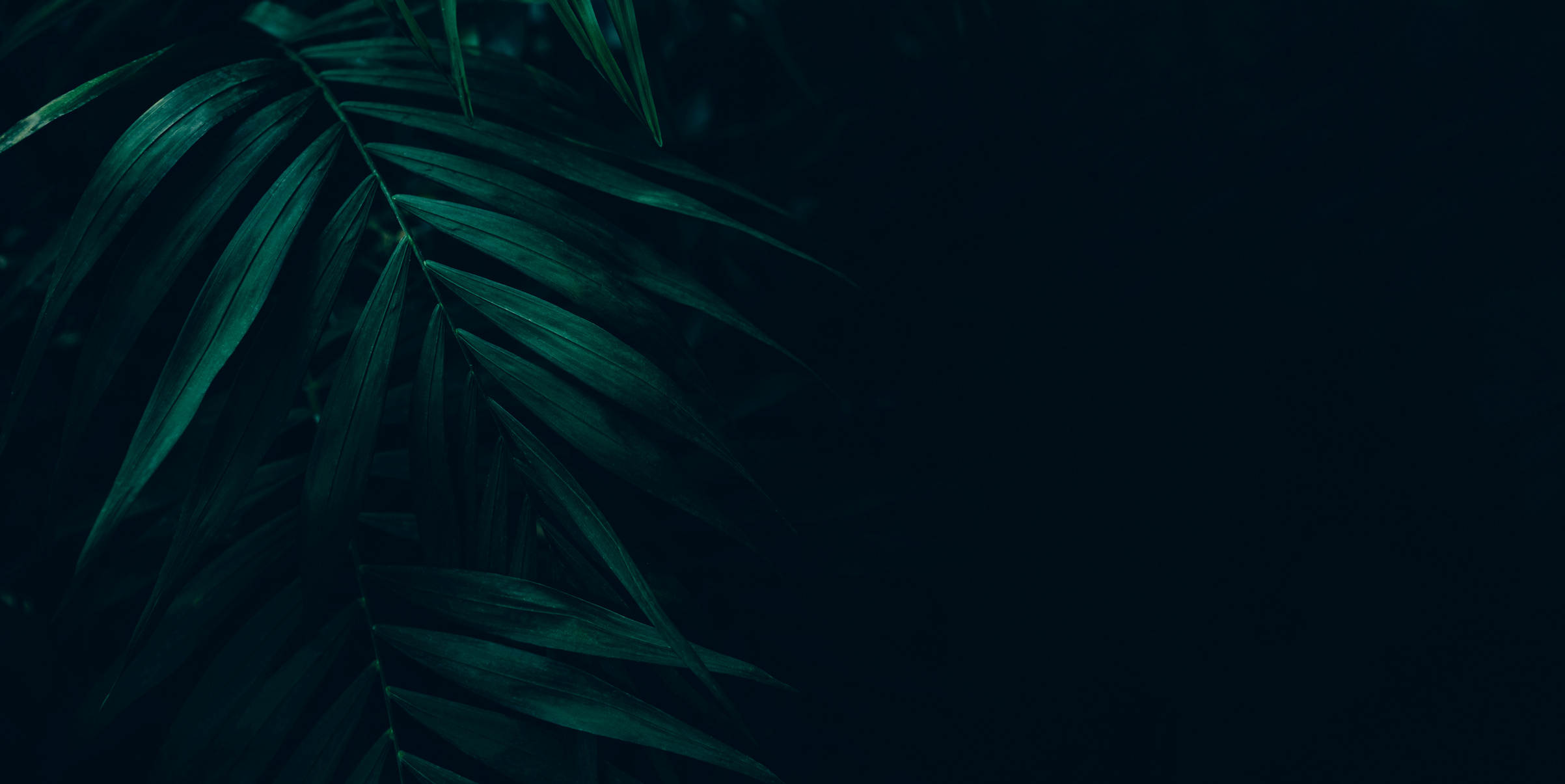 Dark green leaves background. Minimal neutral aesthetic.