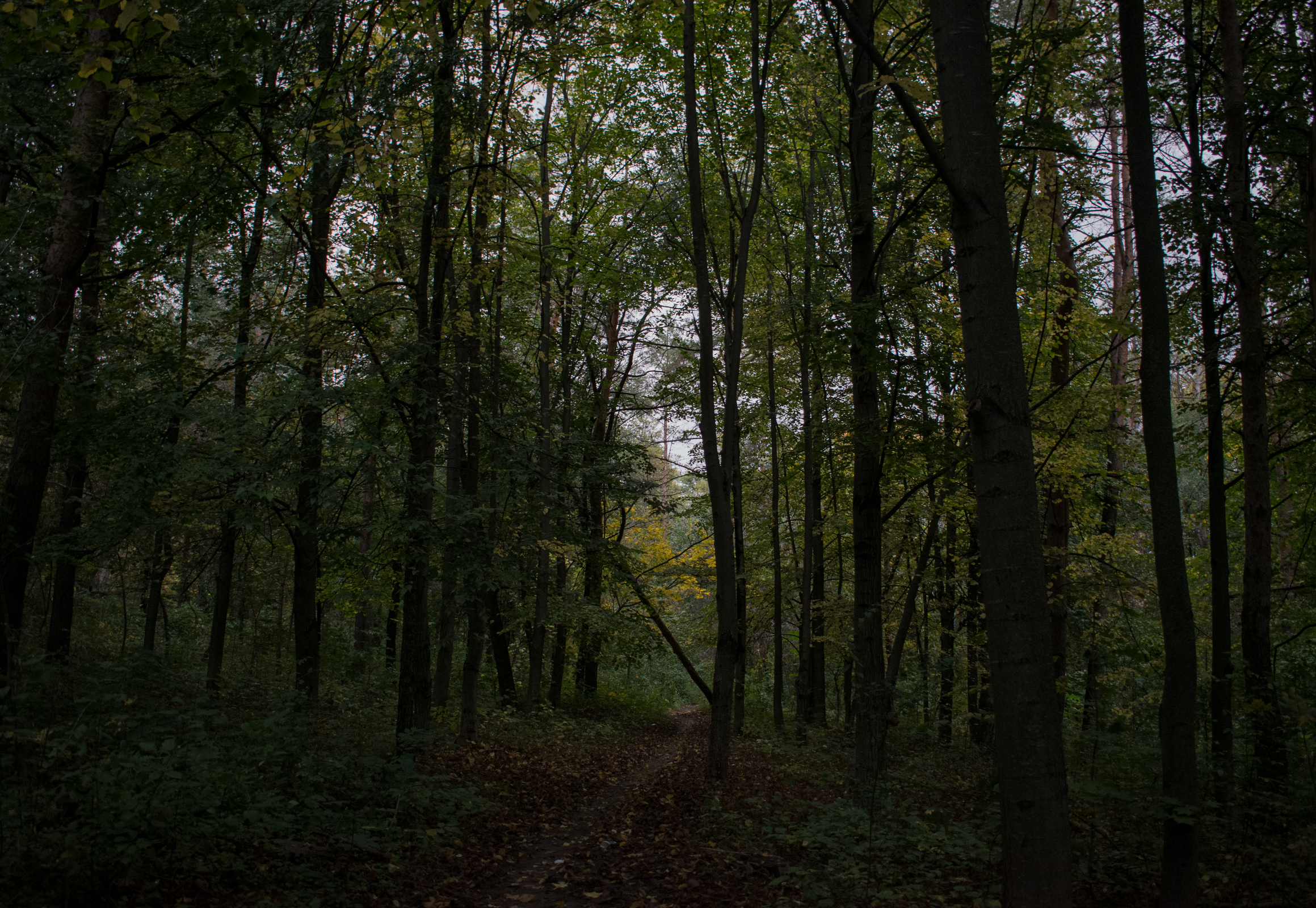 A Dark and Eerie Forest