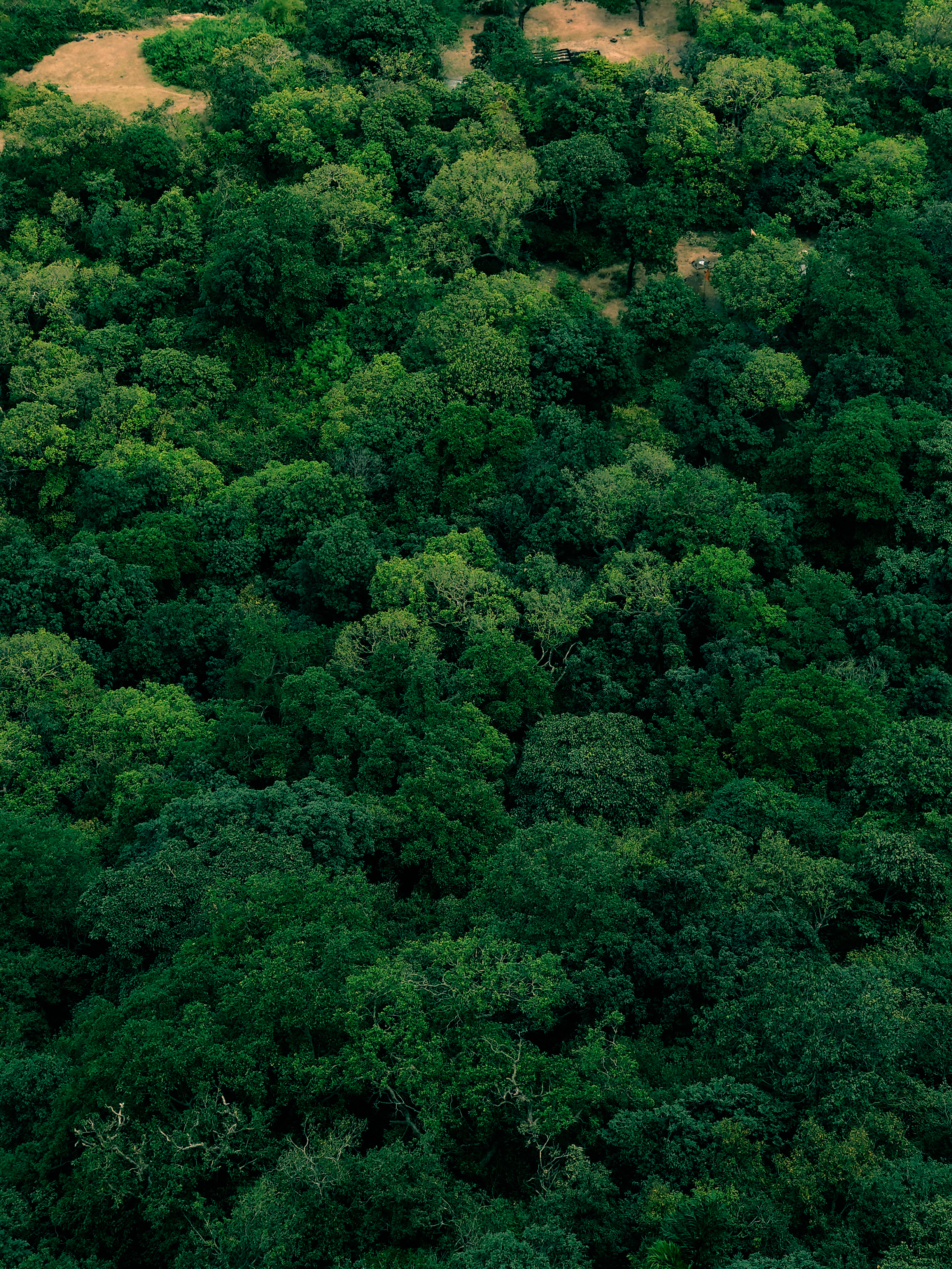 Aerial View of Green Tree