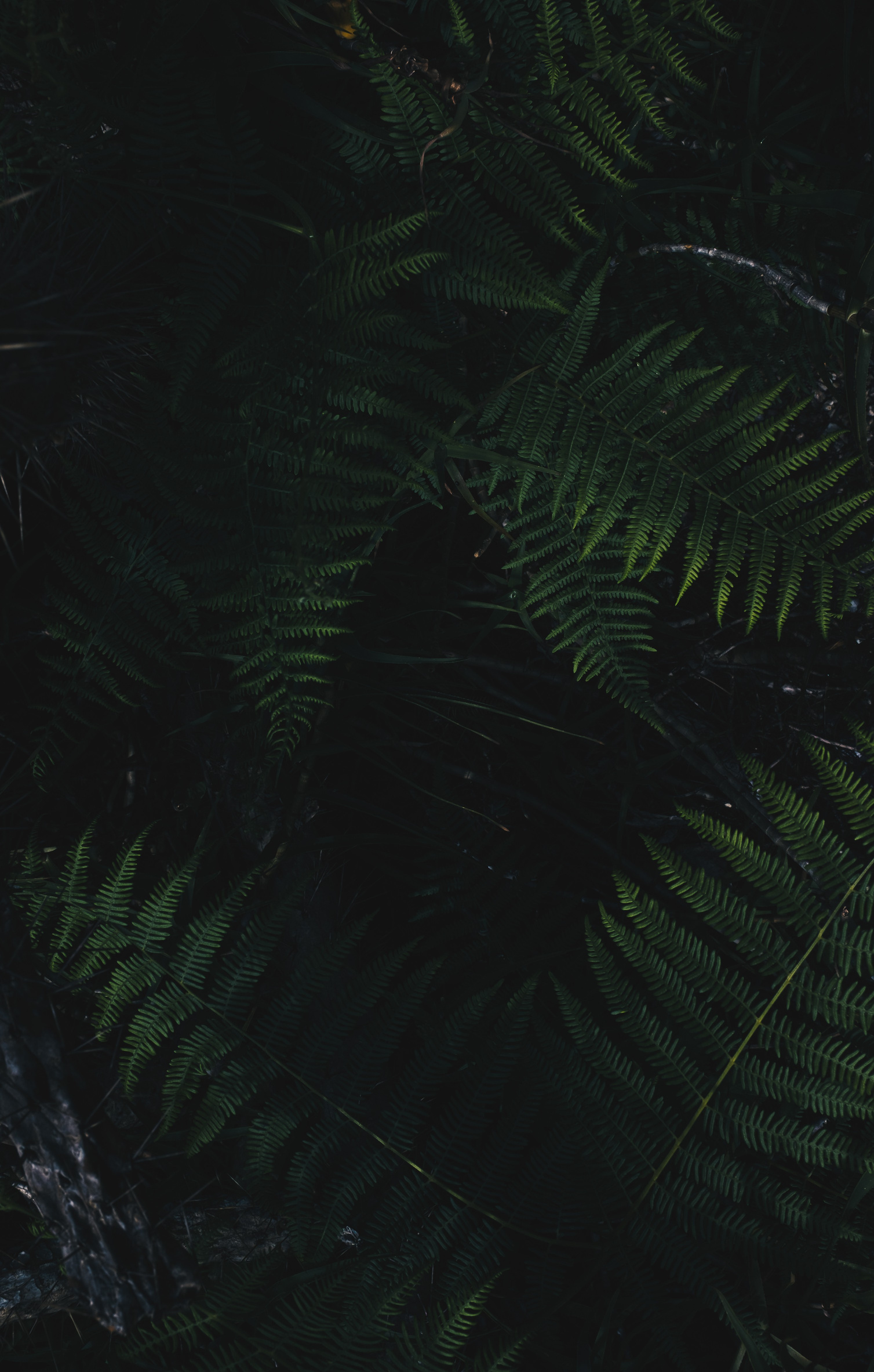Low Exposure Close-up of Fern Leaves 